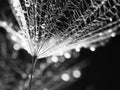 Dandelion seeds with water drops Royalty Free Stock Photo