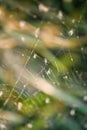 Dandelion seeds on the web in macro photography Royalty Free Stock Photo