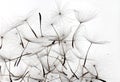 Dandelion seeds white background