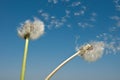Dandelion Seeds in the Wind Royalty Free Stock Photo