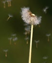 Dandelion Seeds in the Wind Royalty Free Stock Photo