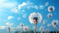 Dandelion seeds in wind flying into sky Royalty Free Stock Photo