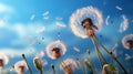 Dandelion seeds in wind flying into sky Royalty Free Stock Photo