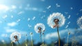 Dandelion seeds in wind flying into sky Royalty Free Stock Photo