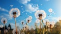 Dandelion seeds in wind flying into sky Royalty Free Stock Photo