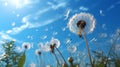 Dandelion seeds in wind flying into sky Royalty Free Stock Photo