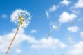 Dandelion seeds in wind flying into sky