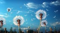 Dandelion seeds in wind flying into sky Royalty Free Stock Photo