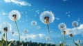 Dandelion seeds in wind flying into sky Royalty Free Stock Photo