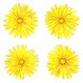 Dandelion, a set of four flowers, isolated on a white background.