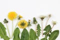 Dandelion in seven different stages isolated on a white background.