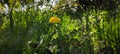 Dandelion in the shade of a tree, surrounded by grass Royalty Free Stock Photo