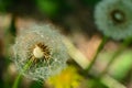 Dandelion in the shade of trees, bright foliage in spring Royalty Free Stock Photo
