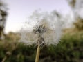 dandelion short life plant and flower