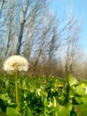 Dandelion sign of spring Royalty Free Stock Photo
