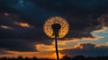 Silhouette of Dandelion at Sunset, Magical Golden Hour Royalty Free Stock Photo