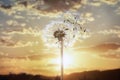Dandelion silhouette against sunset background Royalty Free Stock Photo