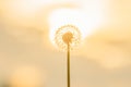 Dandelion silhouette against sunset