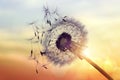 Dandelion silhouette against sunset