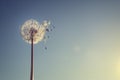 Dandelion silhouette against sunset