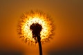 Dandelion silhouette