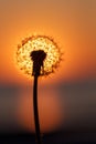 Dandelion silhouette