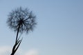 Dandelion silhouette fluffy flower on blue sunset sky Royalty Free Stock Photo