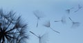 Dandelion silhouette fluffy flower on blue sunset sky