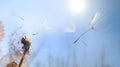 Dandelion silhouette fluffy flower on blue sunset sky