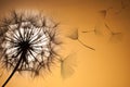 Dandelion silhouette fluffy flower sunset sky