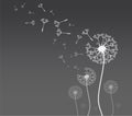 Dandelion silhouette with flying dandelion buds Royalty Free Stock Photo