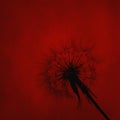 Dandelion silhouette on red textured background