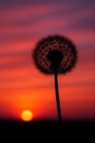 Dandelion Silhouette at Sunset AI-GENERATED Royalty Free Stock Photo