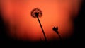 Dandelion silhouette at sunset Royalty Free Stock Photo