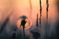 Dandelion silhouette view from low point, blurred background selective focus Royalty Free Stock Photo