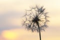 Dandelion silhouetted against the sunset sky. Nature and botany of flowers