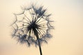 Dandelion silhouetted against the sunset sky. Nature and botany of flowers