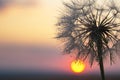 Dandelion silhouetted against the sunset sky. Nature and botany of flowers