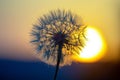 Dandelion silhouetted against the sunset sky. Nature and botany of flowers