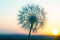 Dandelion silhouetted against the sunset sky. Nature and botany of flowers