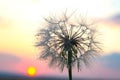 Dandelion silhouetted against the sunset sky. Nature and botany of flowers