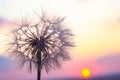 Dandelion silhouetted against the sunset sky. Nature and botany of flowers