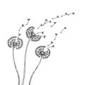 Dandelion silhouettes. Dandelions grass pollen delicate plant seeds blowing wind fluff flower abstract vector spring