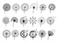 Dandelion silhouettes. Herbal illustrations flowers decoration concept vector botany illustrations