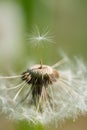 Dandelion with single fluff seed Royalty Free Stock Photo