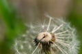 Dandelion with single fluff seed Royalty Free Stock Photo