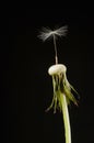 Dandelion Single Seed Royalty Free Stock Photo