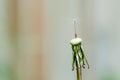 Dandelion with single seed Royalty Free Stock Photo