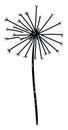 Dandelion sketch, illustration, vector Royalty Free Stock Photo