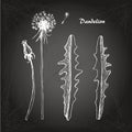 Dandelion sketch 1 Royalty Free Stock Photo